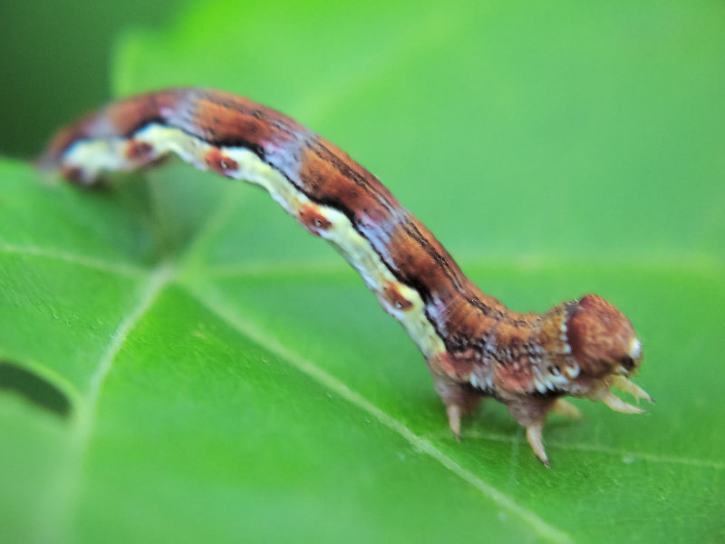 Erannis defoliaria (Clerck, 1759)
